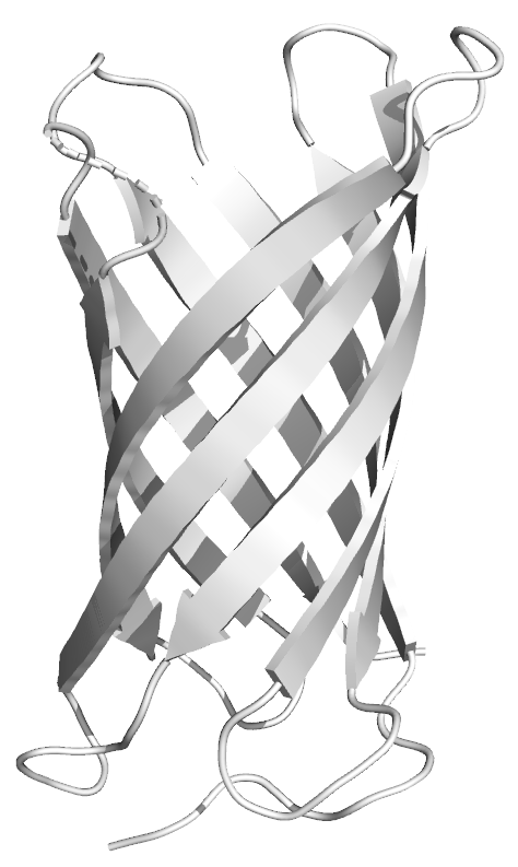 Beta-barrel protein structure